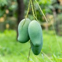 Aamrupali Mango