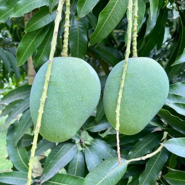 Hasnats%20Mango