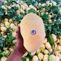 Fozli Mango