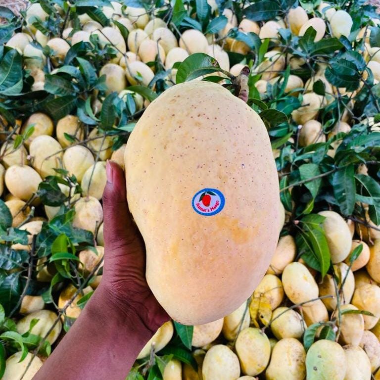 Hasnats%20Mango