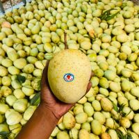 Gourmoti Mango