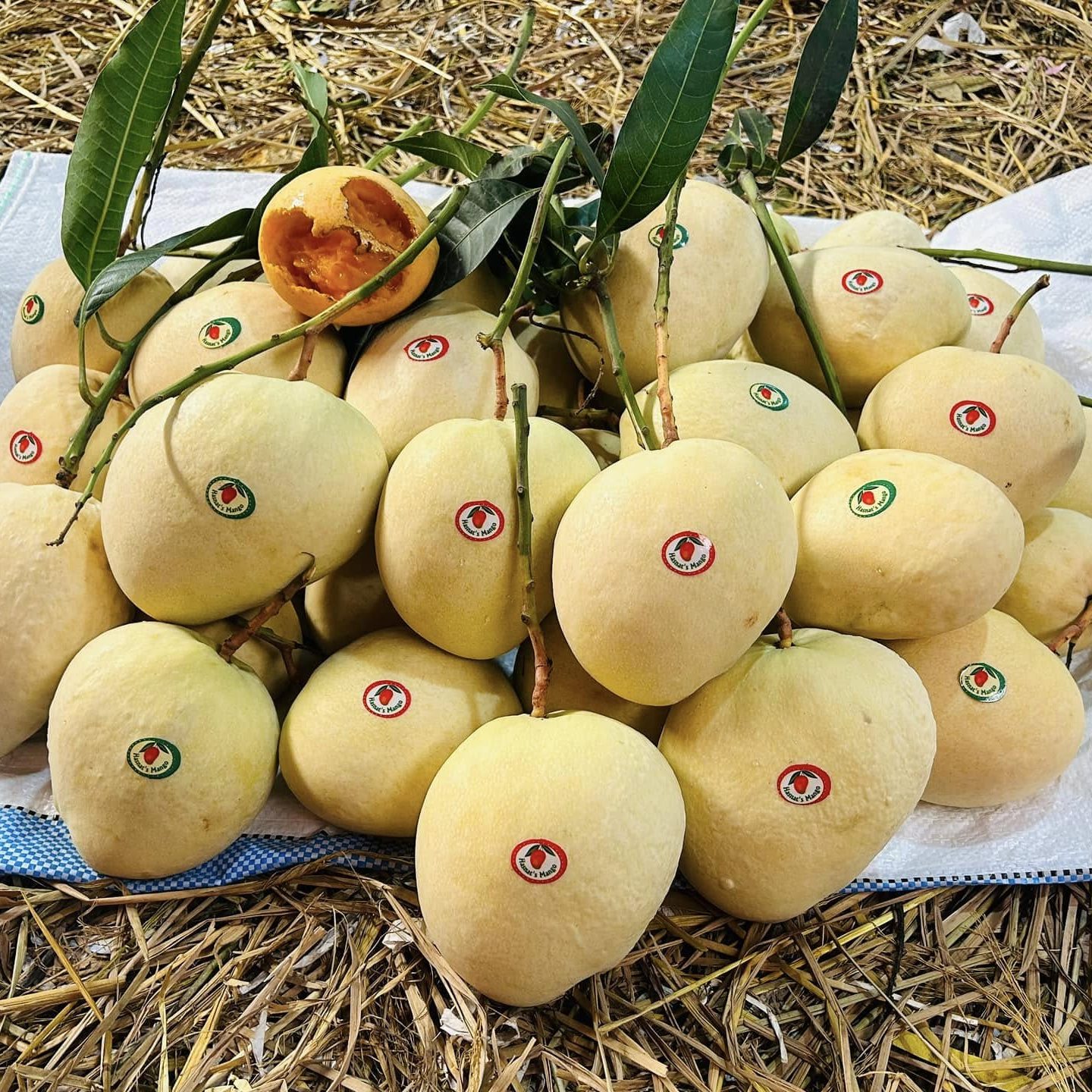 Hasnats%20Mango
